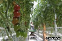 Агрохолдинг «Белая Дача» инвестирует 14 млрд. руб. в строительство нового комбината на Ставрополье