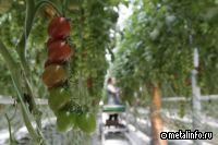 Инвестиции в строительство тепличного комплекса инвестируют 7 млрд руб.