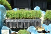 ЧМК восстанавливает леса Челябинской области